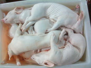 脆皮乳猪与乳鸽 传统肉食家禽的初加工技艺