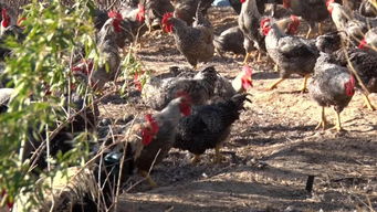 奇台县生态养殖活产业促增收 家禽初加工