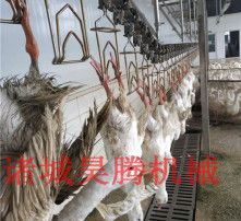 家禽初加工 从活禽到食材的精细处理与品质把控