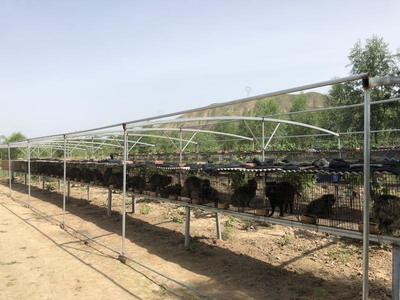 家禽初加工产业发展新机遇 招商动态与前景展望